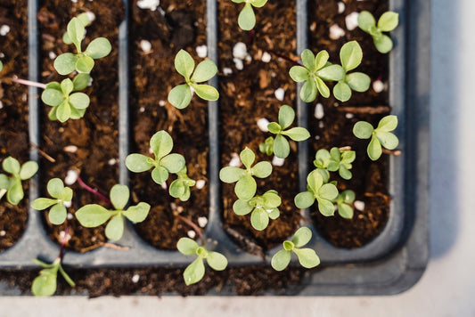 Cultivating Microgreens: A Deep Dive into Selecting the Perfect Containers