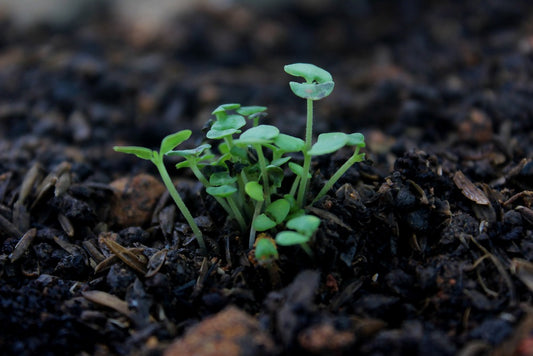 Nurturing Nature's Gems: The Significance of Choosing Seeds for Microgreens