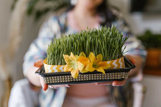 Nurturing Your Microgreens: Techniques for Optimal Growth