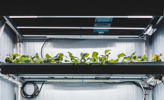 Harnessing Light & Temperature: Mastering Microgreen Cultivation