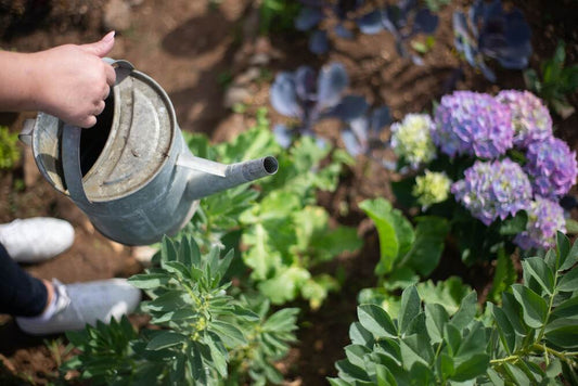 Moisture Management for Microgreens: The Delicate Dance of Hydration