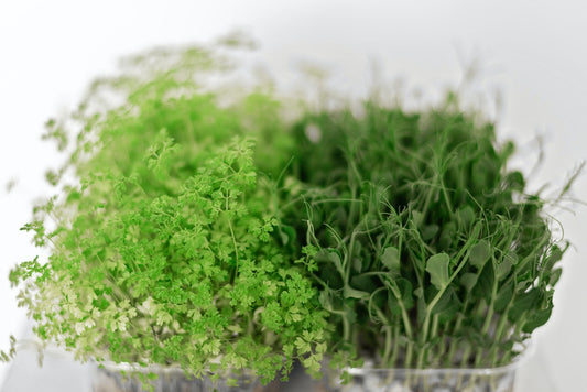 Microgreens vs. Sprouts: What's the Difference and How to Enjoy Them